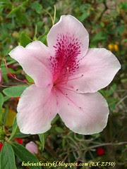 ch - cv light pink