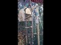 Vogelvoliere Selber Bauen Für Draußen - Außenvoliere / Gerüst bauen für die voliere.