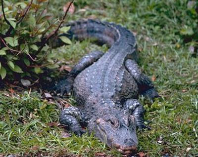 Alligator attacked a police car Sheriff Gainesville little confused when his official car snatched 2-foot alligator.