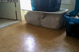 Cat Gif Wifflegif