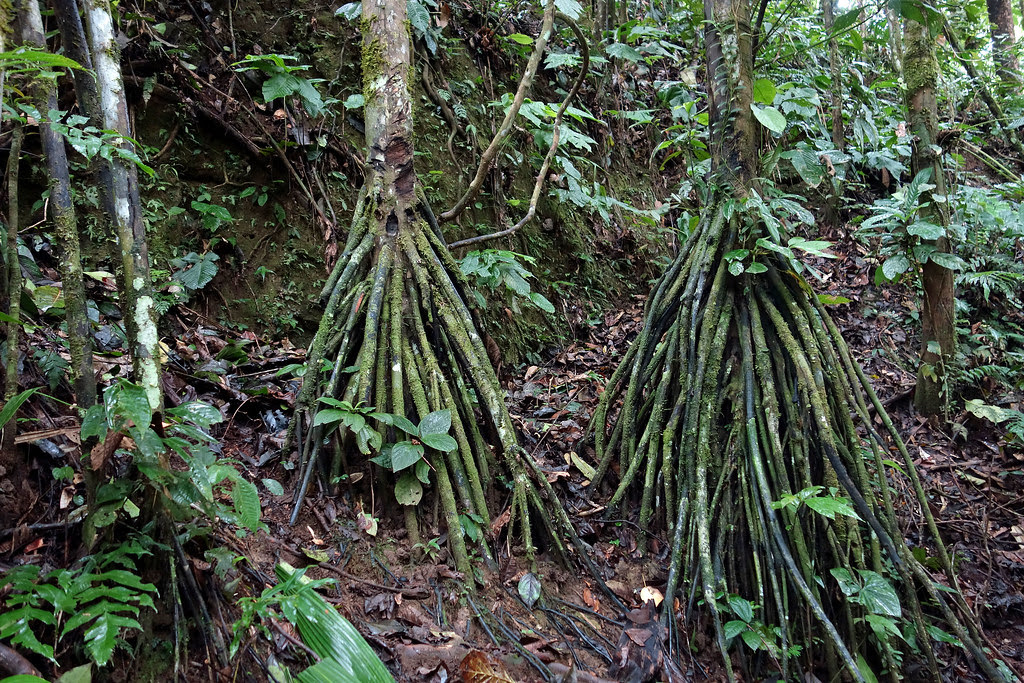 Palm amazon
