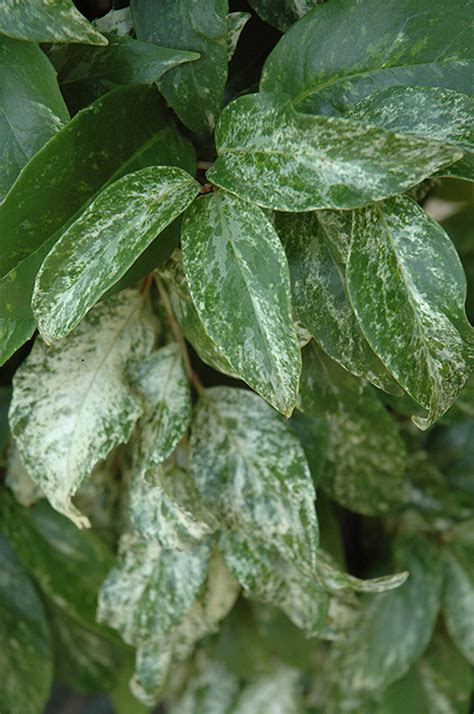 Webmd knows ground flaxseed is rich in nutrients and easy to mix into almost any meal. Chirimen Kadsura Vine (Kadsura japonica 'Chirimen') in