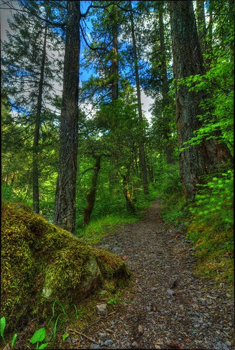 centipedetrail2