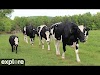 WATCH Cattle Pond Pasture at Farm Sanctuary powered by EXPLORE.org