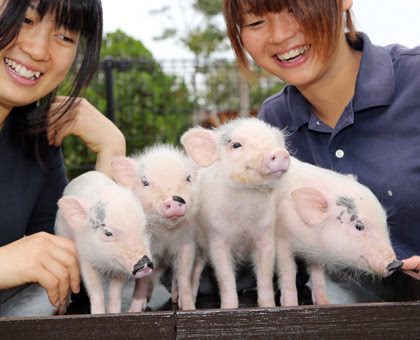 赤穂民報 ミニブタの赤ちゃん４姉妹