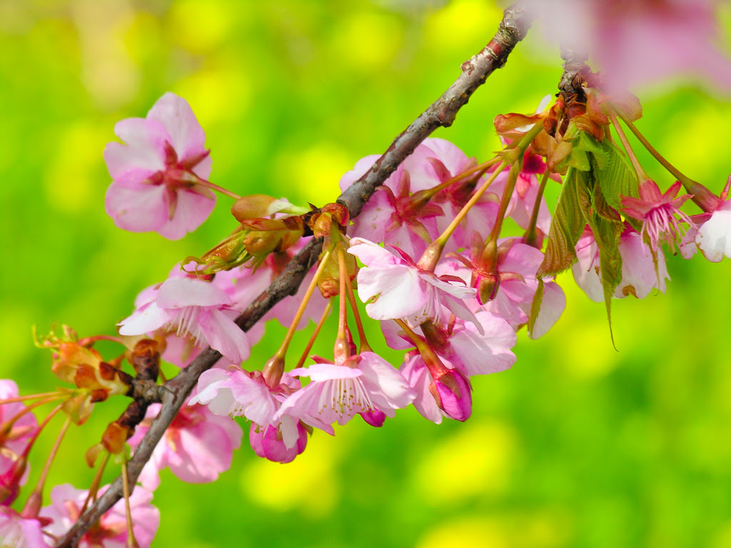 桜の画像 原寸画像検索