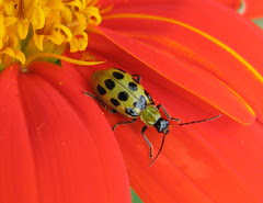 Spotted Cucumber Beetle, Diabrotica undecimpun...