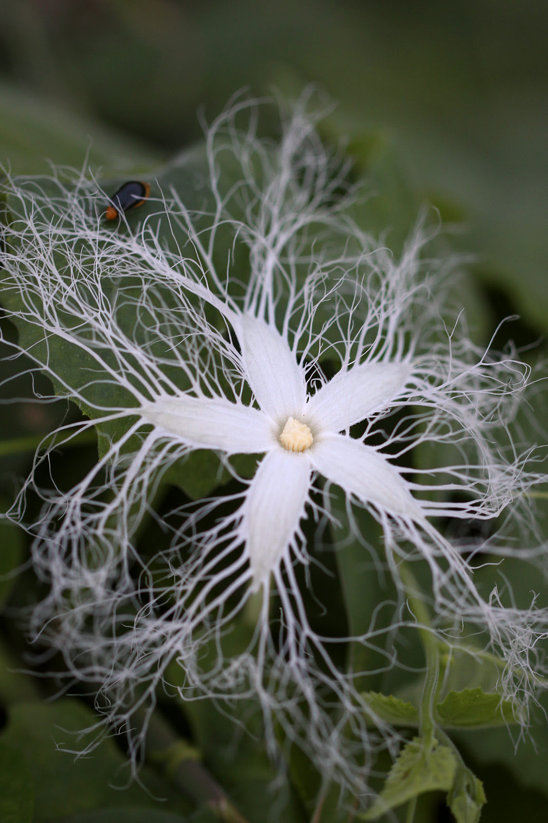 お花の写真集 カラスウリ 烏瓜
