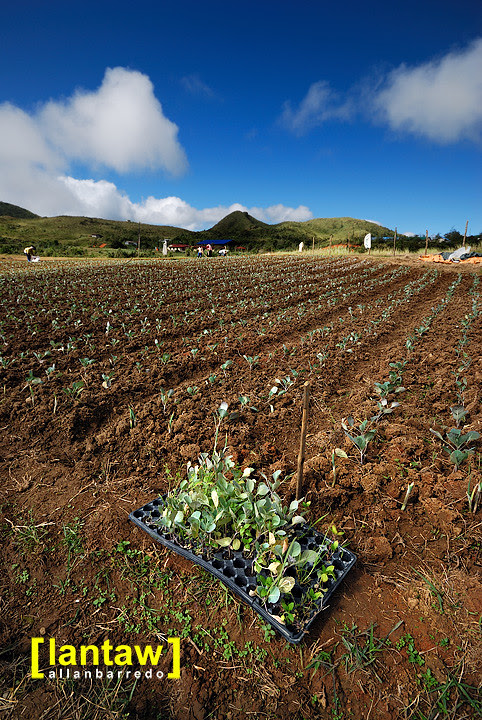 Malico Cabbage Fields 2