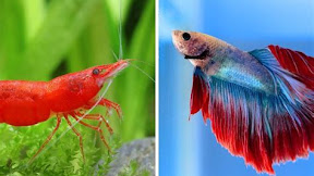 Discover the Harmony of Keeping Cherry Shrimp and Betta Together