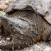 Range Alligator Snapping Turtle Habitat - This species is endemic to the suwannee river system.