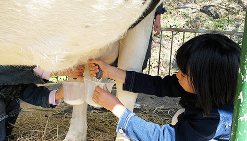 動物とふれあう体験 鷹山ファミリー牧場