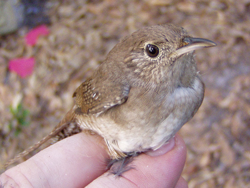 House Wren