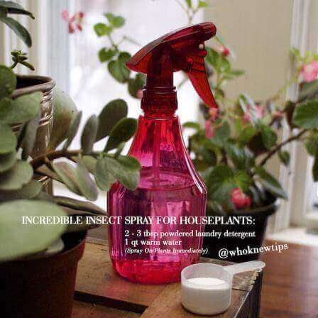 How to Save a Dying Houseplant