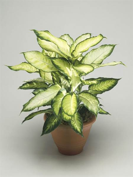 The easiest indoor house plants that won't die on you ...