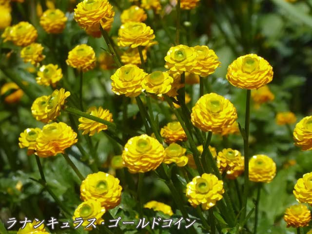 花図鑑 ラナンキュラス ゴールドコイン ヤエキンポウゲ キンポウゲ科キンポウゲ属