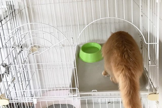 猫にケージが必要な理由5つ！正しい使い方を知ってケージを有効活用しよう