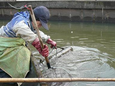 ウナギの釣り方 捕り方