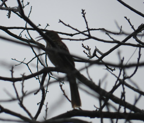 natureaoteDSCN4984
