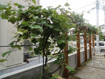 特注ブドウ棚 お庭日記