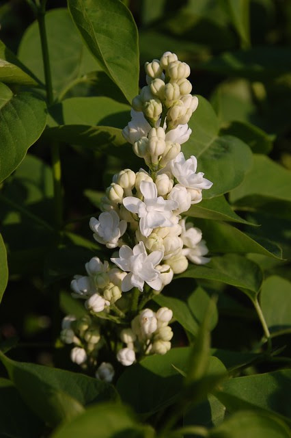 white lilac