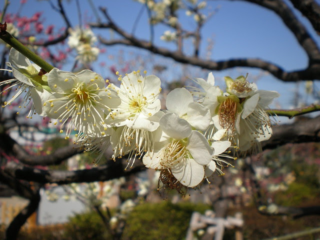 Plum Blossom at Ikegami Baien