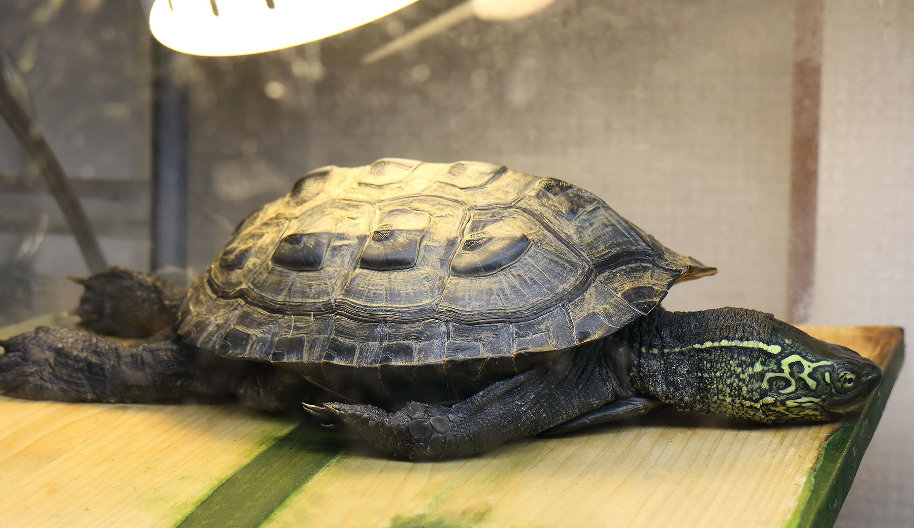 クサガメの甲羅干し シモケンサイズのブログ