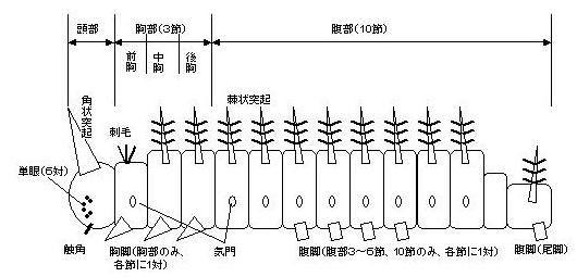 蝶の生態用語解説図鑑