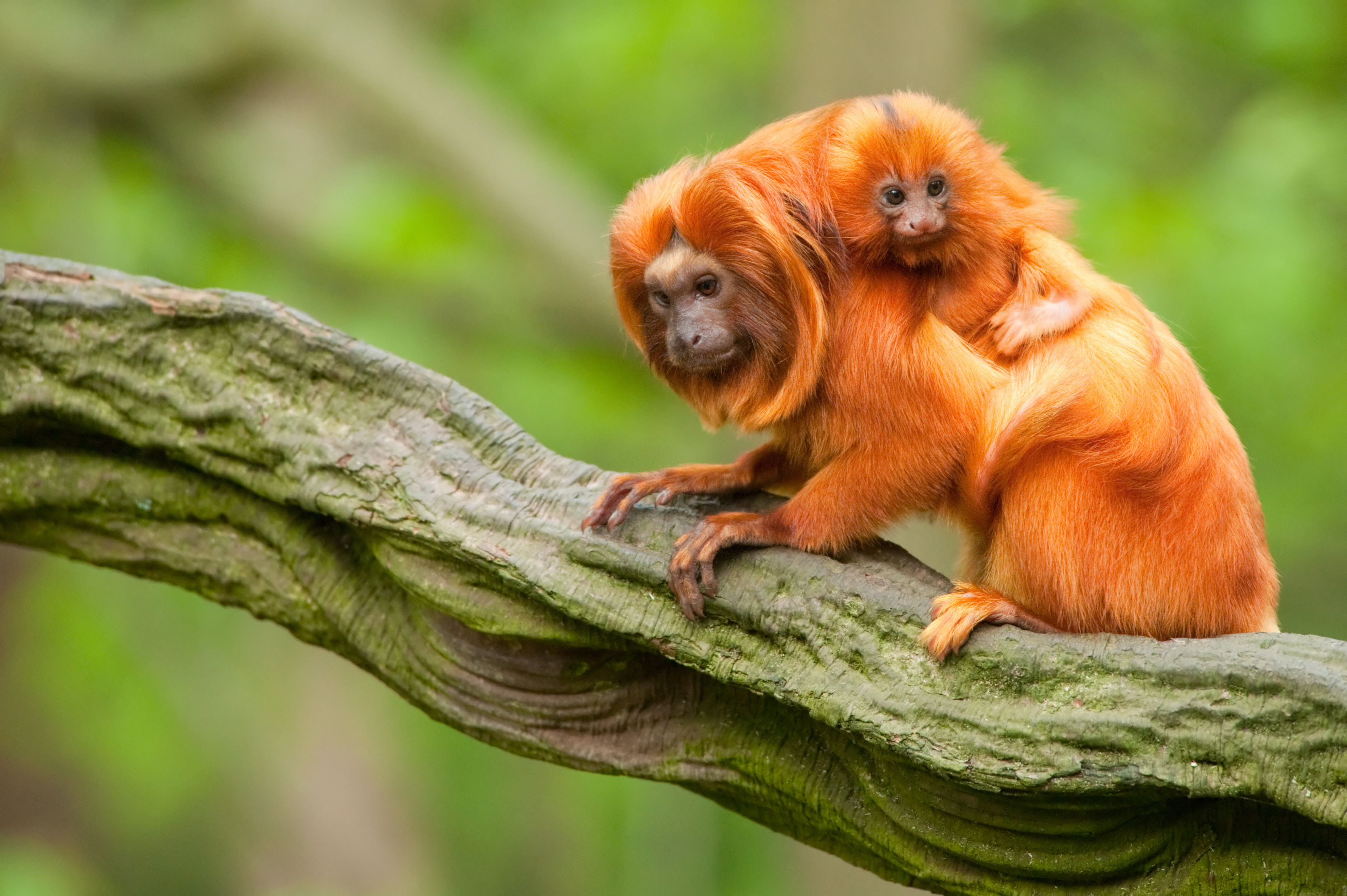 Animals Found in the Tropical Evergreen Forest | Sciencing