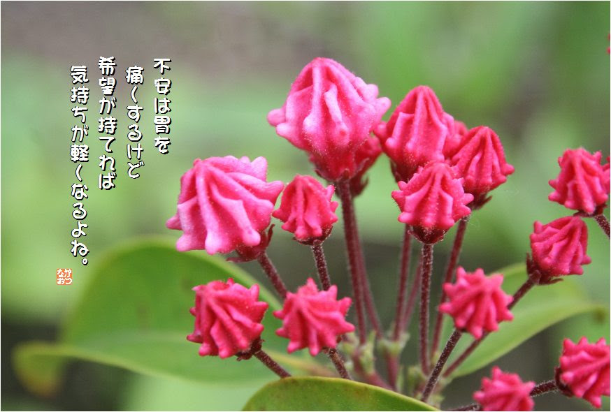 Nｏ 284 カルミア 花言葉 大きな希望 大志を抱く さわやかな笑顔 なおかつ フォトエッセイ