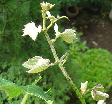 庭で育てる巨峰の収穫記録