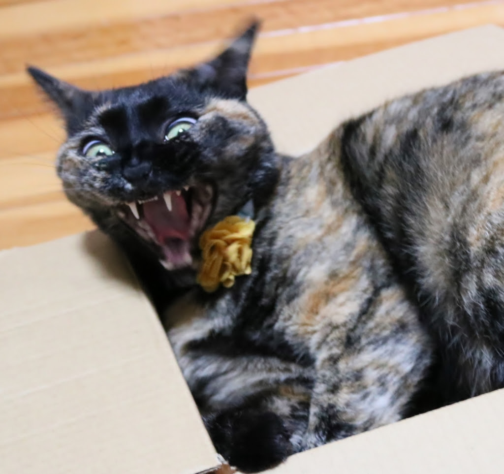 黒猫感謝の日 アメリカ かぎしっぽ