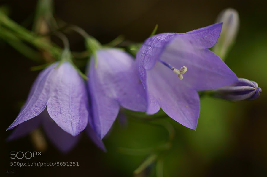 Inspiring Humility ~ Harebells by Julia Adamson (AumKleem) on 500px.com