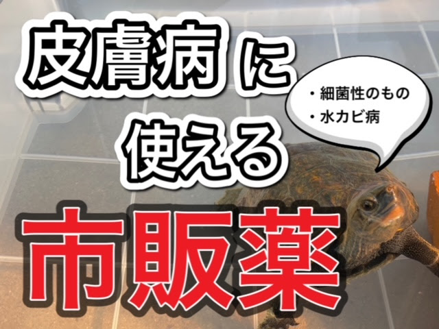 亀の皮膚病に使える市販の薬 まとめ 21年版 まゆみん解説 亀の飼育 大辞典道場 マニアーナ まにあ道 趣味と遊びを極めるサイト
