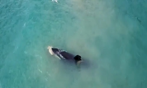 Cá voi sát thủ xé xác cá đuối ngoài khơi New Zealand