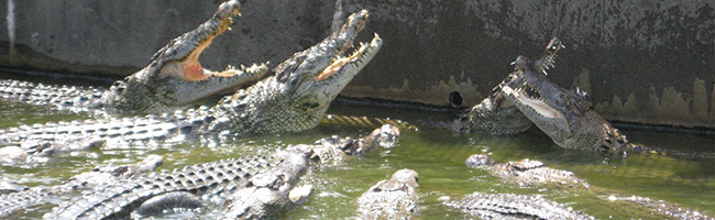 べっぷ地獄めぐり