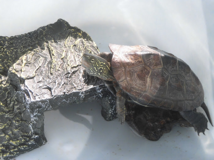 気になるカメの甲羅の反り 病気の場合とそうでない場合があります わんにゃんうぇぶ ペットと一緒に暮らせる住まいが もっと身近になるように 住まいをよく知る不動産広告会社が所沢から発信