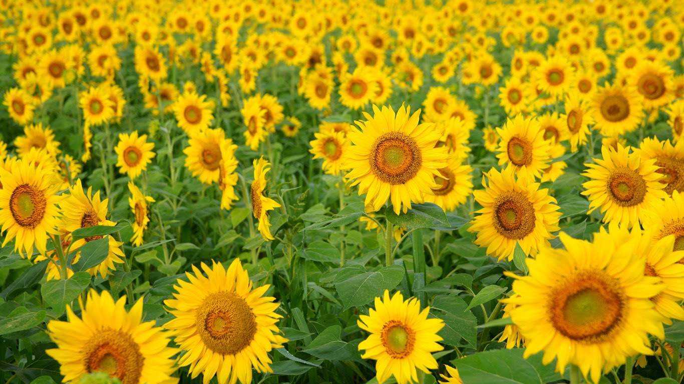 ひまわり 向日葵 1366 768 無料写真素材ならフリー素材タウン
