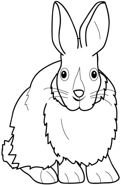 Dessins De Lapin A Colorier