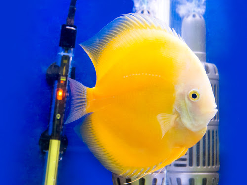 ディスカスが餌を食べない原因とは 吐き出す原因は 熱帯魚 淡水魚 海水魚の図鑑