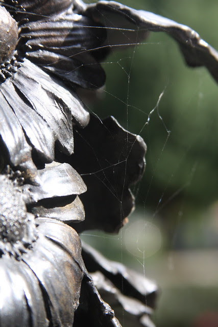 bronze daisies, holladay park