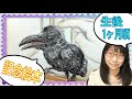 無料ダウンロード おしゃれ かっこいい カラス イラスト 349395