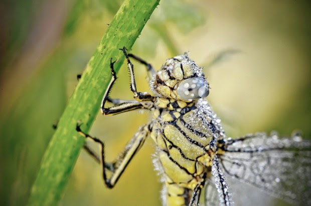 Le foto in macro di Chambon: cristalli di rugiada sugli insetti
