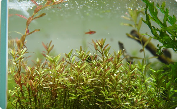 メネデールでロタラインディカを赤くする２ 主役は水草