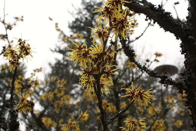in bloom, mt. tabor