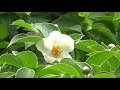 √ダウンロード シャラ 沙羅 の 花 292113