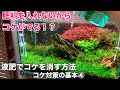 √1000以上 水槽 苔 対策 140678