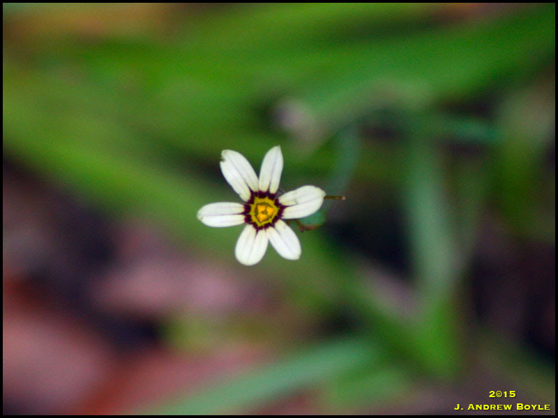 Blue-eyed Grass