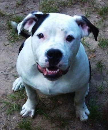 Colorado Bulldog Dog Breed Information and Pictures