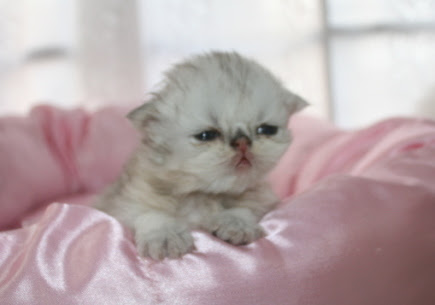 チンチラシルバー赤ちゃんboy11 11 16 スコ猫 チンチラ猫 マンチカン猫 トイプードルぴあのおばさん
